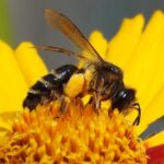 Čarobni svijet pčela i pčelinjih proizvoda