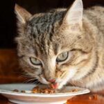 Kvalitetna hrana za mačke kao temelj zdravlja hrana za mačke