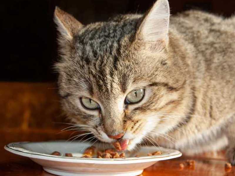 hrana za mačke